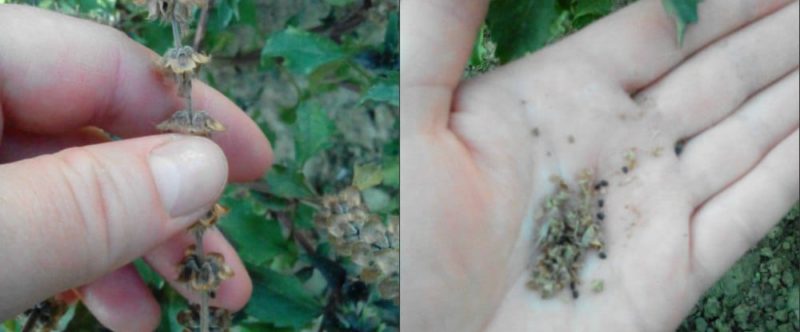 how to collect basil seeds at home