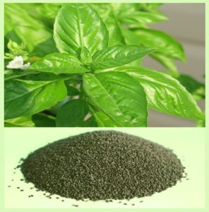How to collect basil seeds and what to do with them next