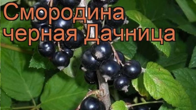 How to properly grow the blackcurrant variety Dacha and what are its pros and cons