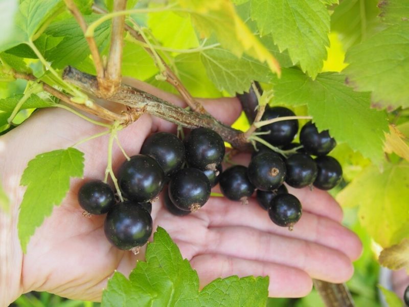 How to properly grow the blackcurrant variety Dacha and what are its pros and cons
