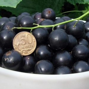 Why gardeners love the Lazy Blackcurrant variety and why it is worth growing