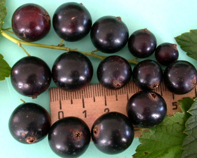 Why gardeners love the Lazy Blackcurrant variety and why it is worth growing
