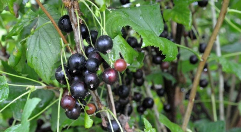Why gardeners love the Lazy Blackcurrant variety and why it is worth growing