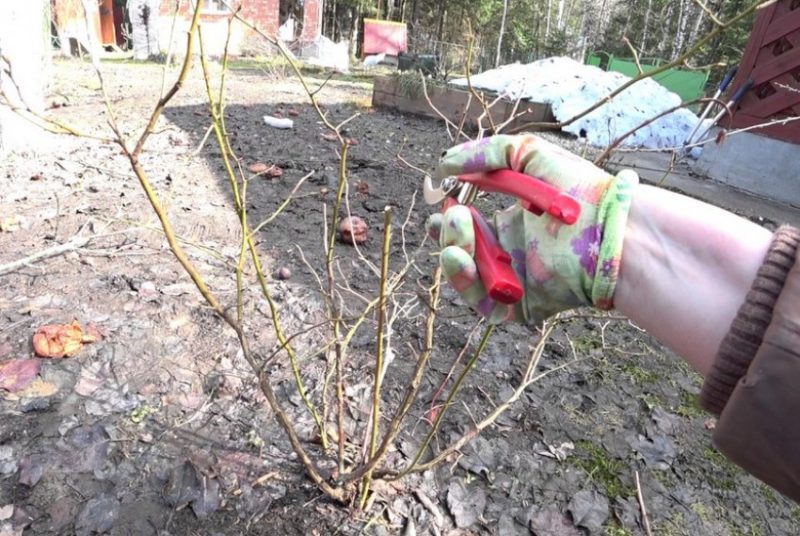 A Step-by-Step Guide to Planting Blueberries in the Fall