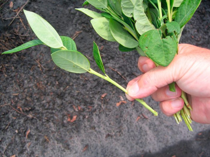 A Step-by-Step Guide to Planting Blueberries in the Fall