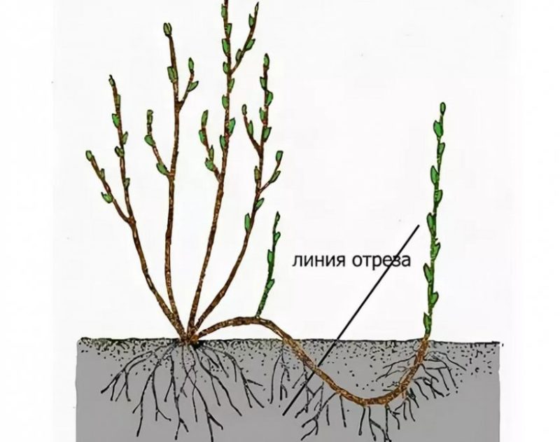 When and how to propagate red currants