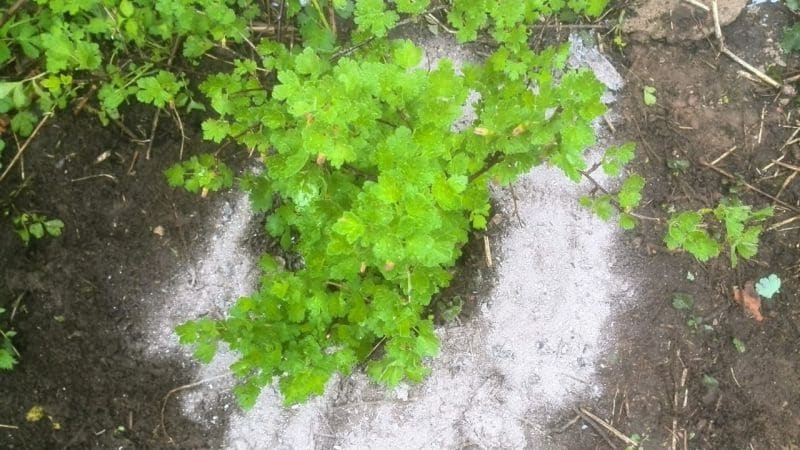 What is good for currant ash and how to use it with maximum benefit