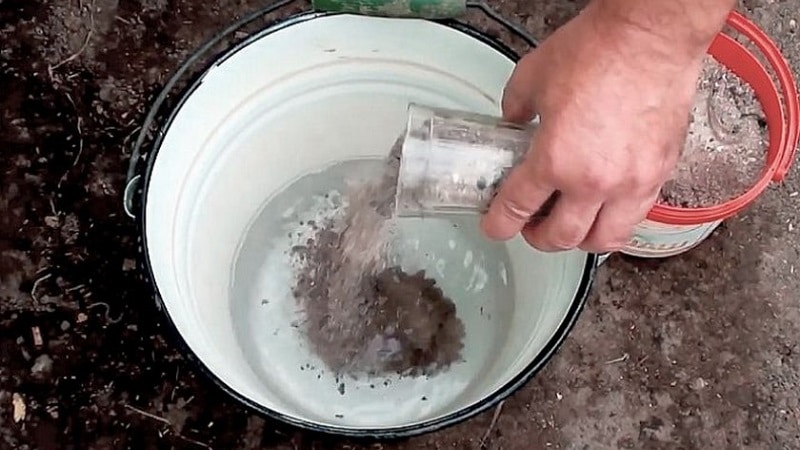 What is good for currant ash and how to use it with maximum benefit