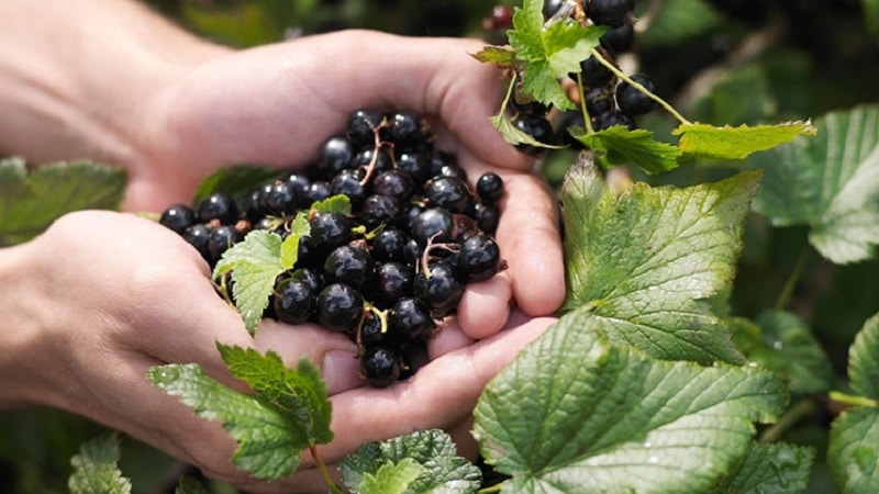 What is good for currant ash and how to use it with maximum benefit