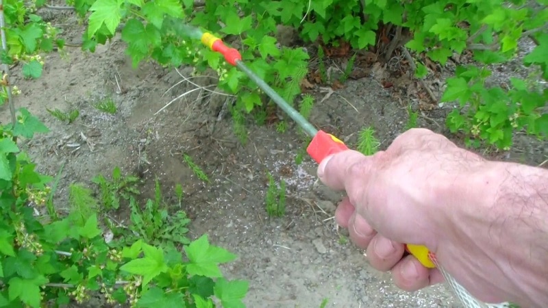 What is good for currant ash and how to use it with maximum benefit