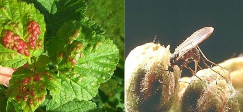 What to do if gall midge appears on currants: effective methods of control and prevention