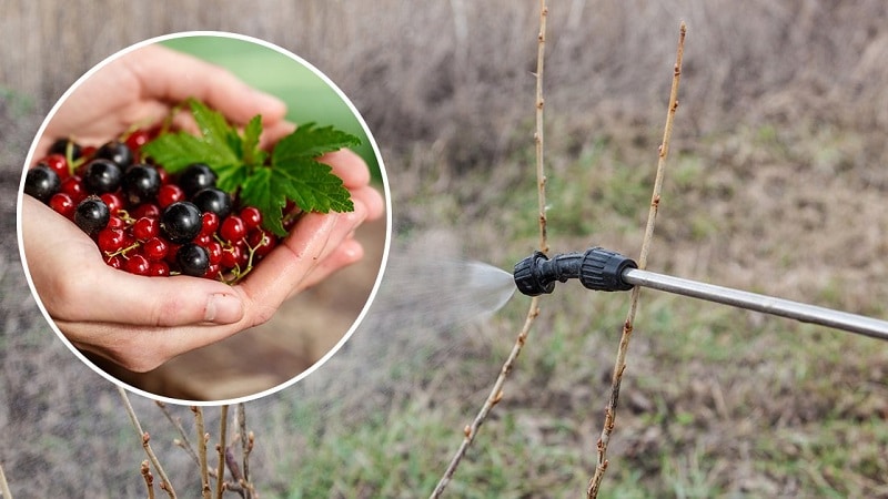 What to do if gall midge appears on currants: effective methods of control and prevention