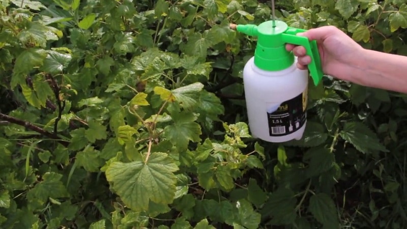 What to do if gall midge appears on currants: effective methods of control and prevention