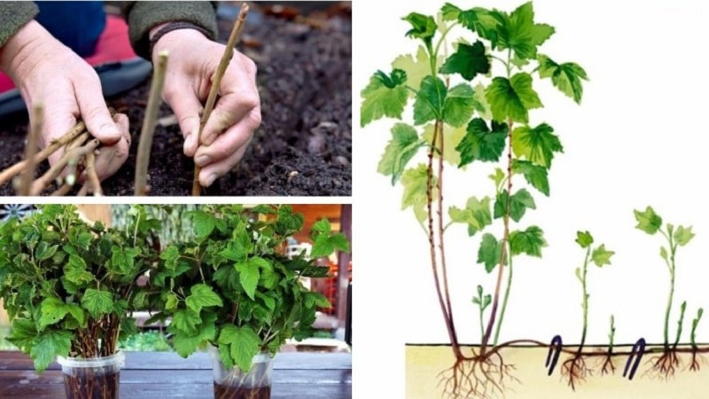 Instructions for novice gardeners: how to propagate black currants