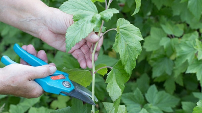 Instructions for novice gardeners: how to propagate black currants