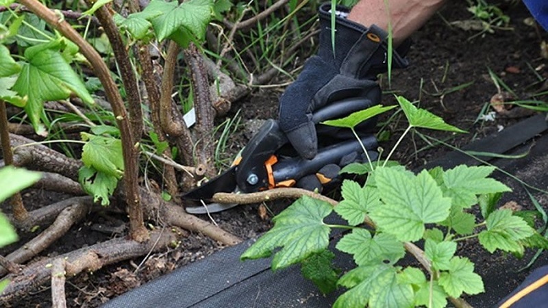 Instructions for novice gardeners: how to propagate black currants