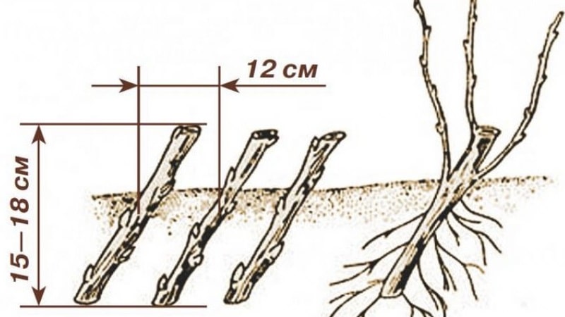 Instructions for novice gardeners: how to propagate black currants