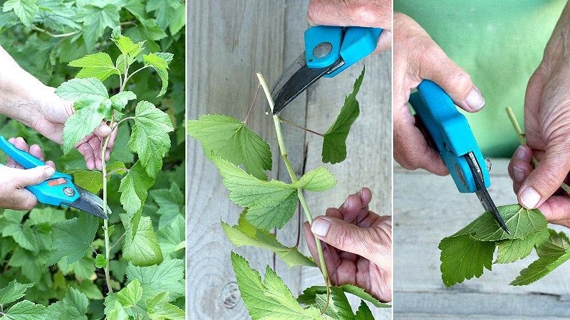 Instructions for novice gardeners: how to propagate black currants