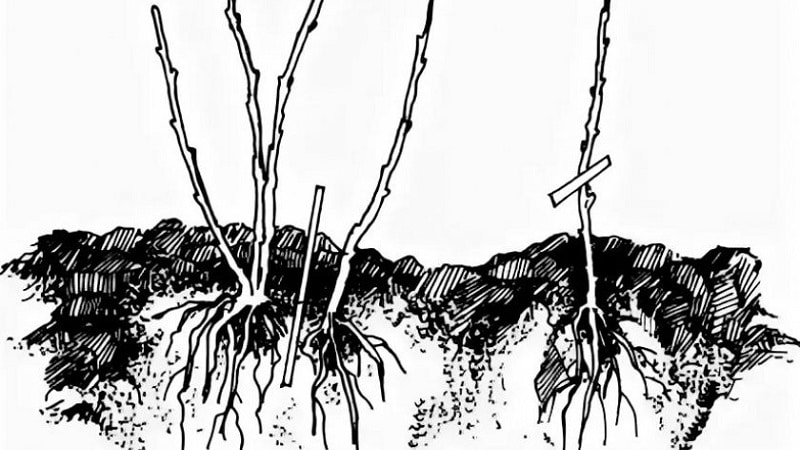 Instructions for novice gardeners: how to propagate black currants