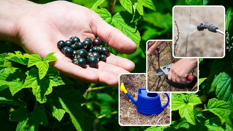 Instructions for novice gardeners: how to propagate black currants