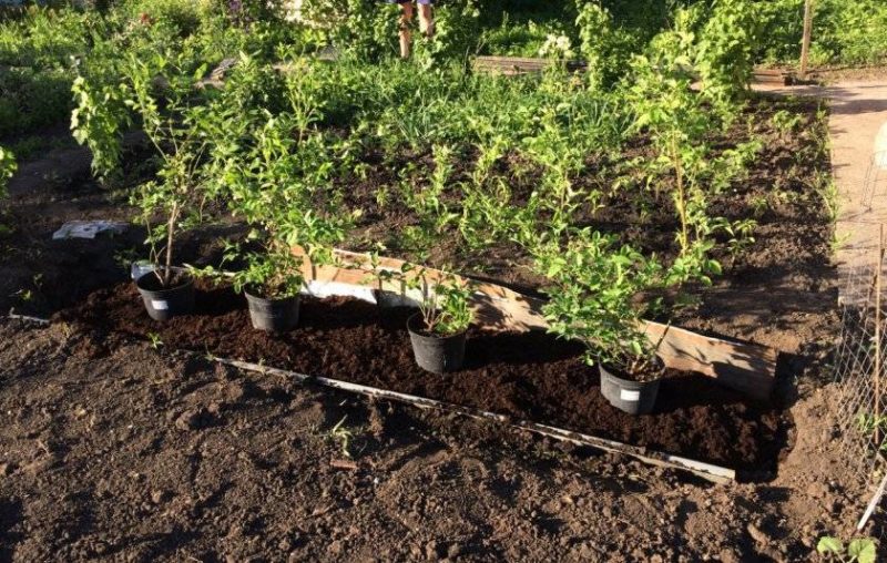 A Step-by-Step Guide to Planting Blueberries in the Fall