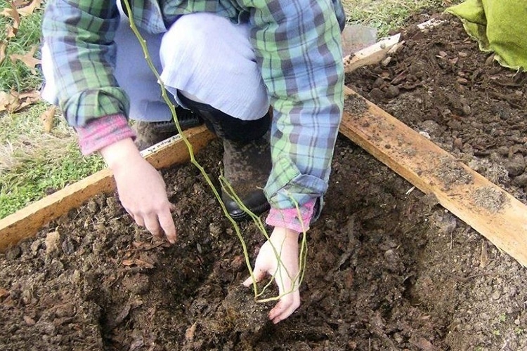 A Step-by-Step Guide to Planting Blueberries in the Fall