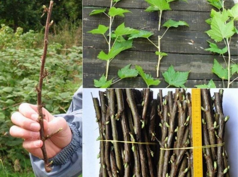 When and how to propagate red currants
