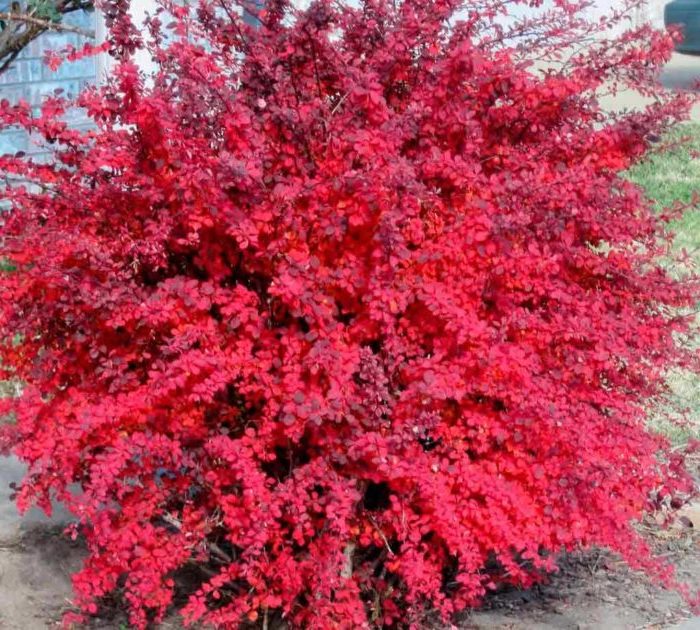 How and when to prune barberry: a guide for beginner gardeners