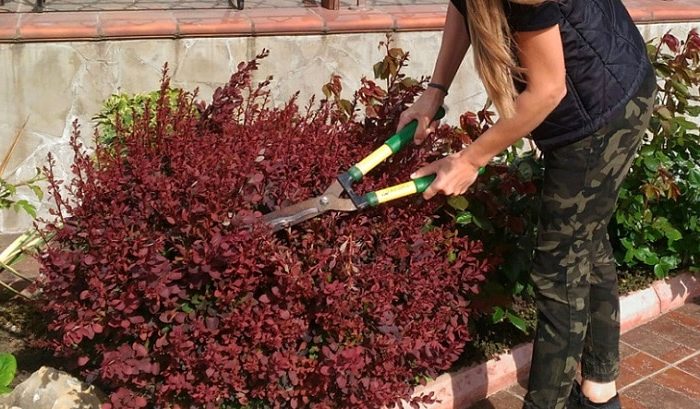 How and when to prune barberry: a guide for beginner gardeners