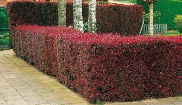 How and when to prune barberry: a guide for beginner gardeners