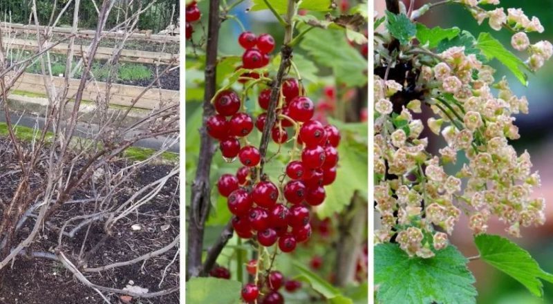 What benefits will feeding currants with starch bring and how to do it correctly