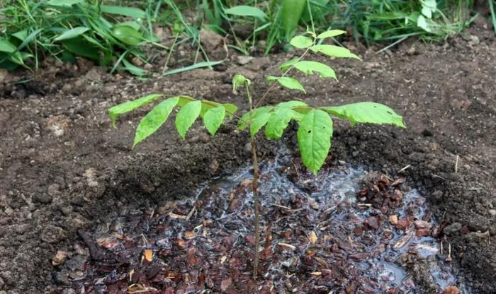 We grow Manchurian nuts from seeds at home