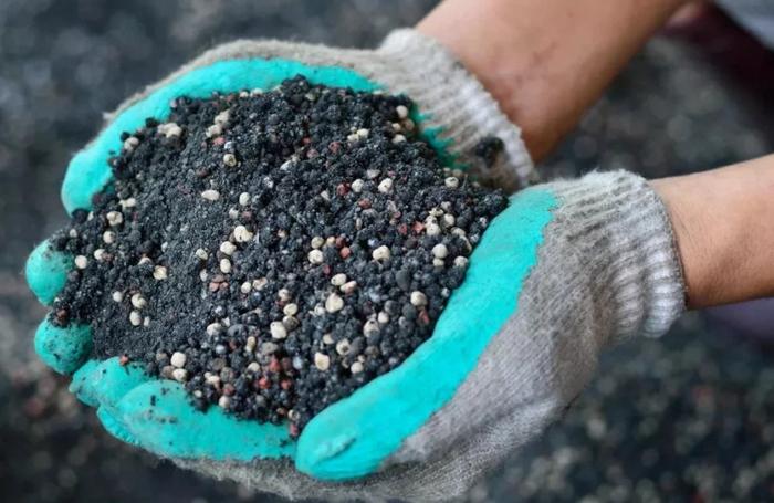 We grow Manchurian nuts from seeds at home