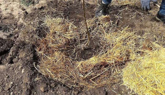 We grow Manchurian nuts from seeds at home