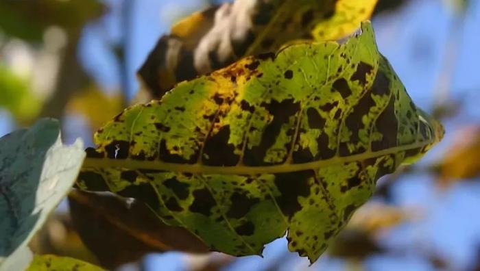 Black spot