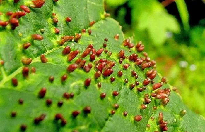 Gall mite