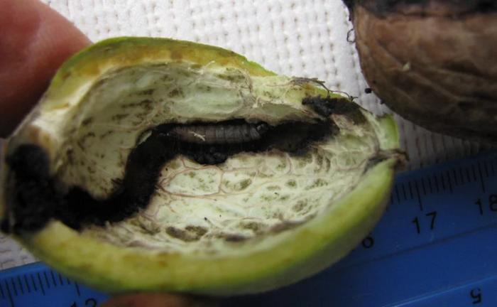 codling moth