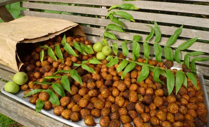 Harvest
