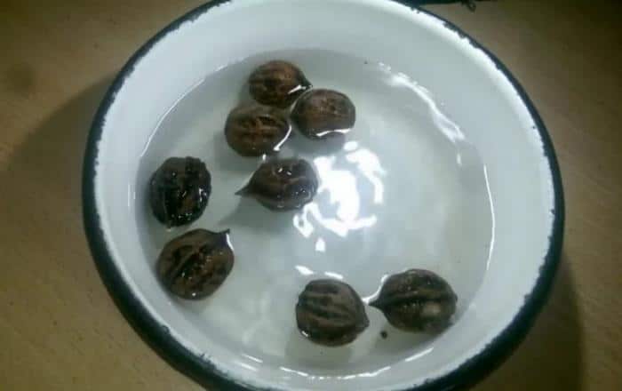 We grow Manchurian nuts from seeds at home