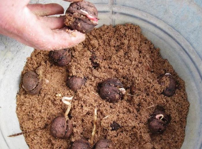 We grow Manchurian nuts from seeds at home