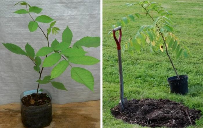 We grow Manchurian nuts from seeds at home