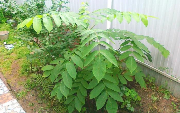 We grow Manchurian nuts from seeds at home
