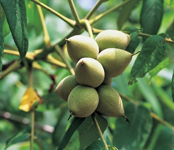 Manchurian nut fruits