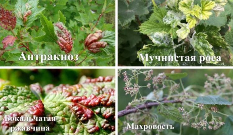 How to grow currants on a trunk yourself: step-by-step instructions