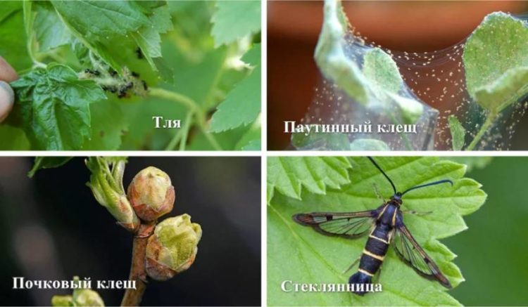 How to grow currants on a trunk yourself: step-by-step instructions