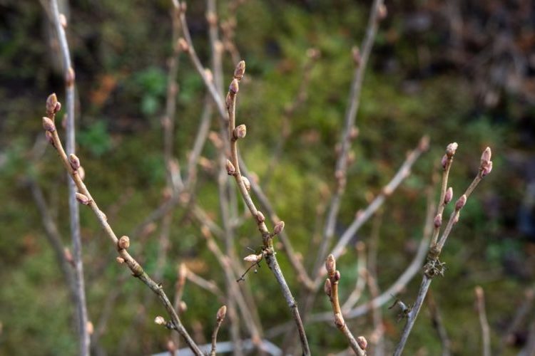 Why currants don’t bear fruit and what to do about it
