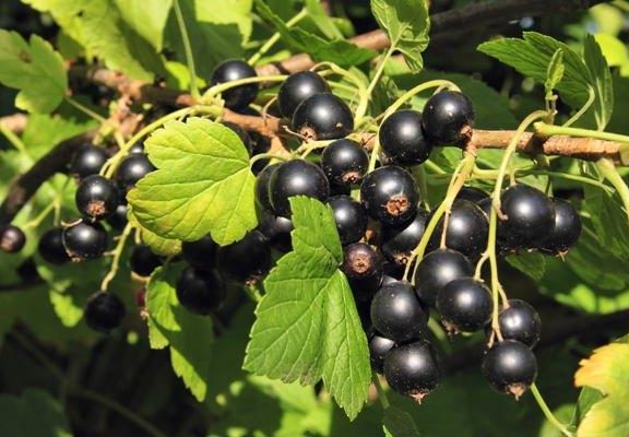 Why currants don’t bear fruit and what to do about it