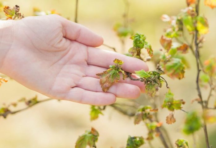 Why currants don’t bear fruit and what to do about it