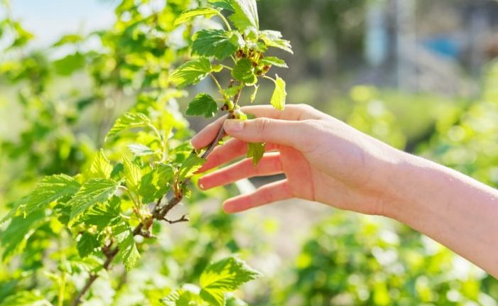 Why currants don’t bear fruit and what to do about it