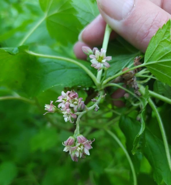 Why currants don’t bear fruit and what to do about it